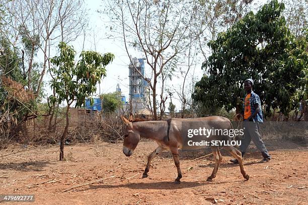 Man walks with a donkey in an orchard near the Dangote Industries cement plant under construction in Pout, some 50 km from Dakar, on February 6,...
