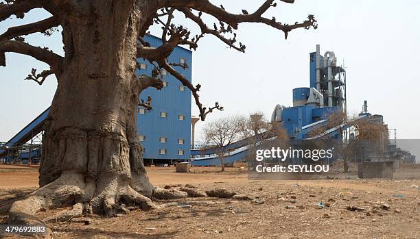 Picture shows a baobab tree near the Dangote Industries cement plant under construction in Pout, some 50 km from Dakar, on February 6, 2014. The...