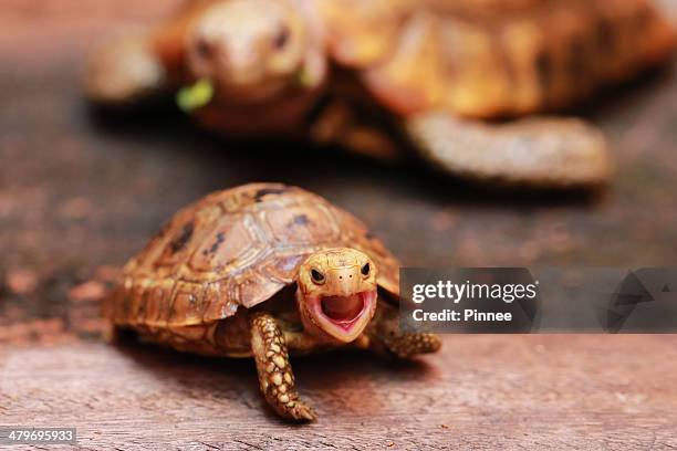 rua kim tien, golden coin turtle, vietnam - three striped box turtle stock pictures, royalty-free photos & images