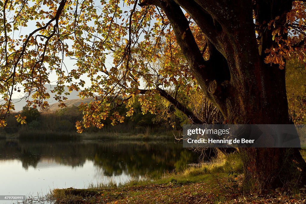 Fall leaves and a dam, Kwazulu Natal Province, South Africa
