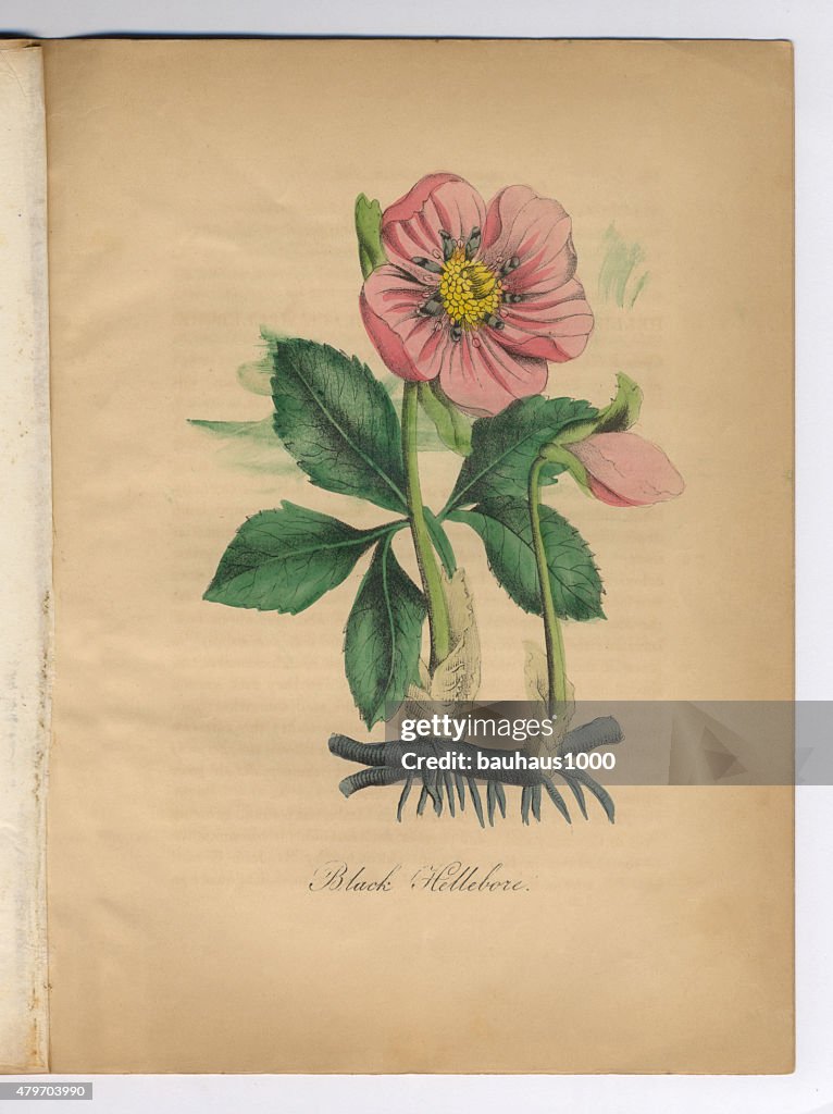 Black Nieswurz viktorianischen botanischen Illustrationen