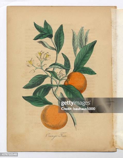 orange tree victorian botanical illustration - orange fruit 幅插畫檔、美工圖案、卡通及圖標