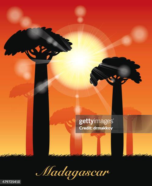 baobab tree - antananarivo stock illustrations