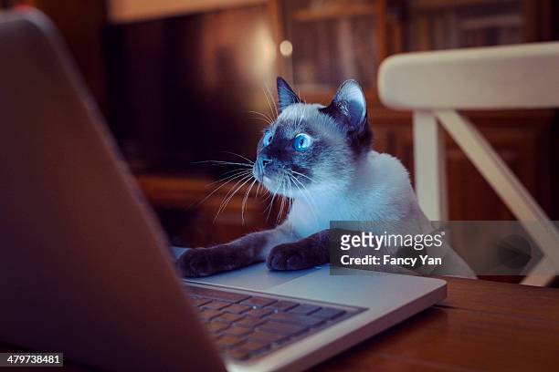 cat using laptop - cat looking up stock pictures, royalty-free photos & images