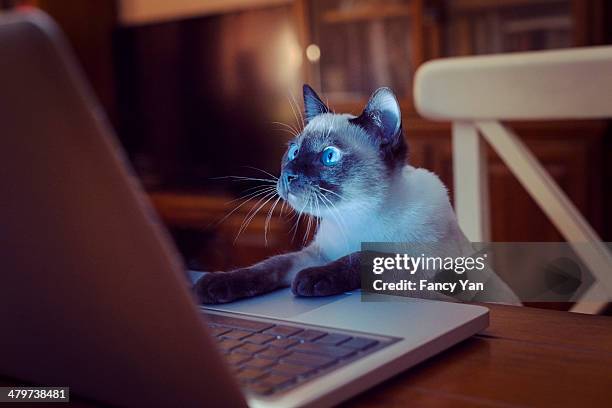 cat using laptop - cat looking up bildbanksfoton och bilder