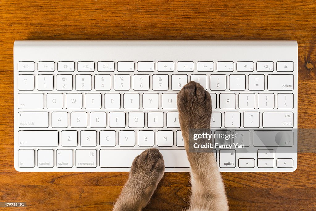 Cat and wireless computer keyboard