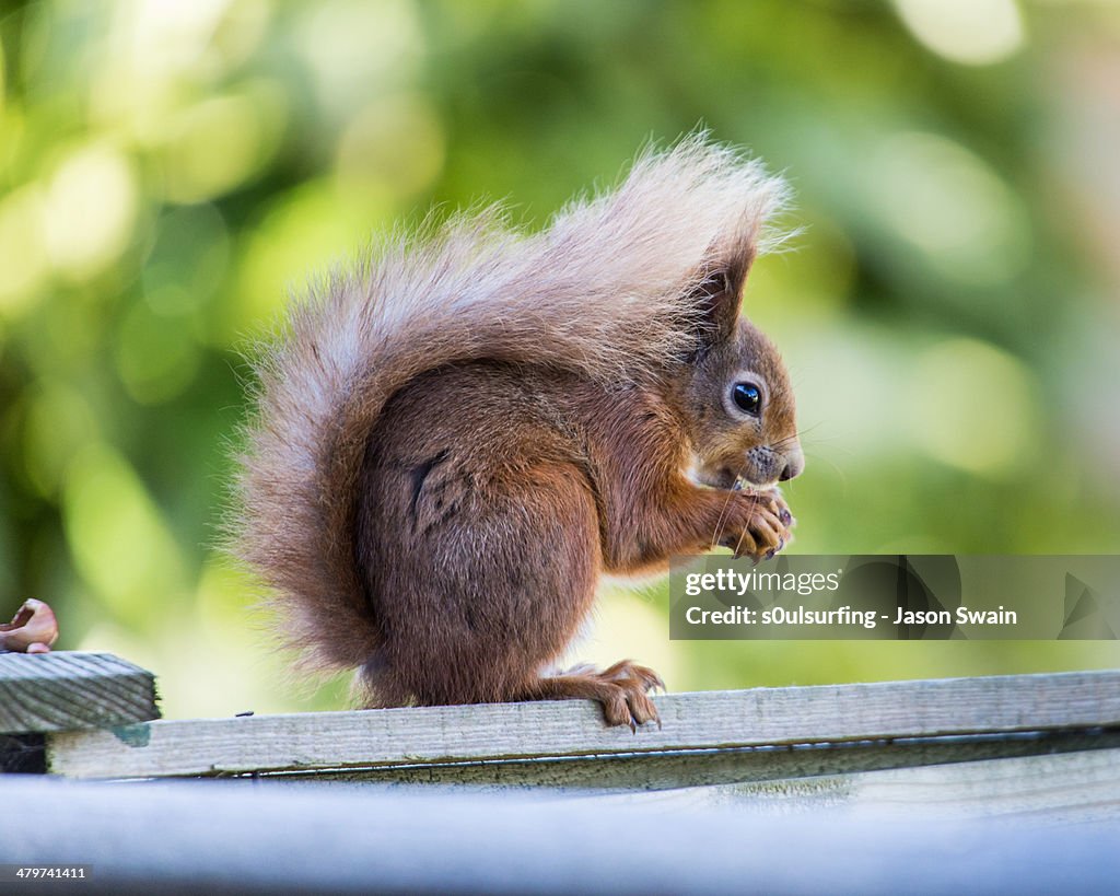 Red Squirrel