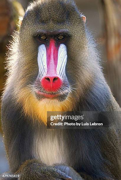 mandrill - mandrillo foto e immagini stock