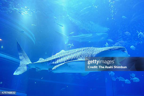 Male whale shark 'Kai' swims in the tank at Osaka Aquarium Kaiyukan on July 7, 2015 in Osaka, Japan.