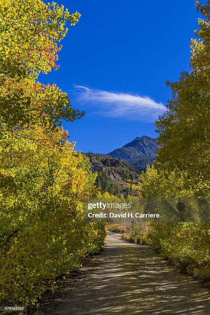 Fall Color Aspen Trees along Hwy 168 South Lake Rd