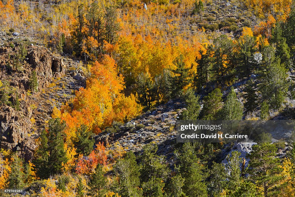 Fall Color Aspen Trees along Hwy 168 South Lake Rd