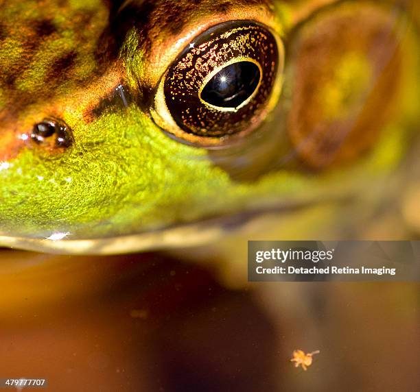 Frog Spring Tails 57 Springtail Stock Photos, High-Res Pictures, and Images - Getty Images