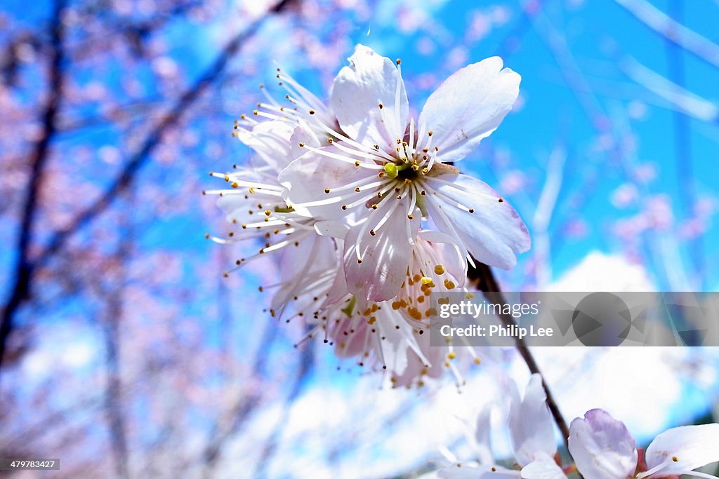 Cherryblossom