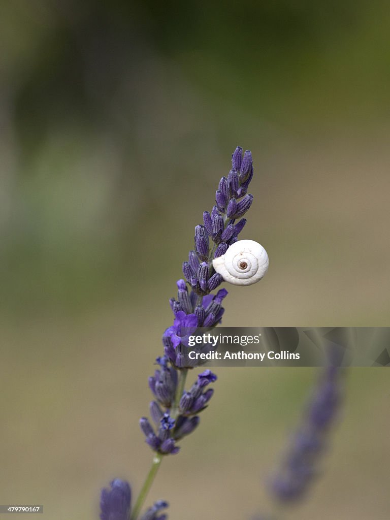 Tiny snail on a head of lavender in Provence