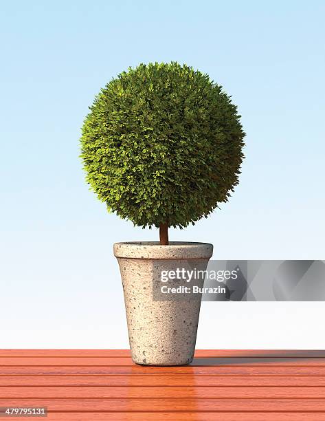 topiary sphere plant - topiary 個照片及圖片檔