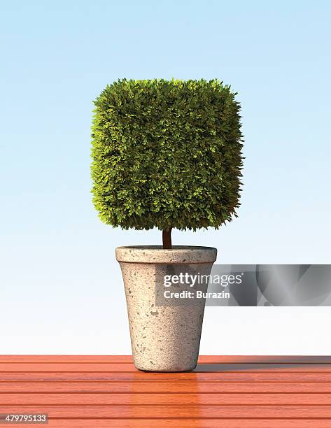 topiary cube plant - topiary stock pictures, royalty-free photos & images