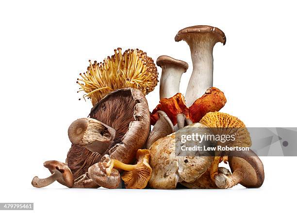 variety of mushrooms - still life stock pictures, royalty-free photos & images