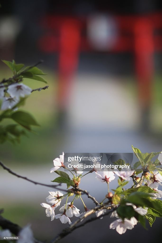 Spring Cherry Blossoms in Japan