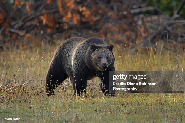 grizzly bear in yellowstone - yellowstone national park stock pictures, royalty-free photos & images