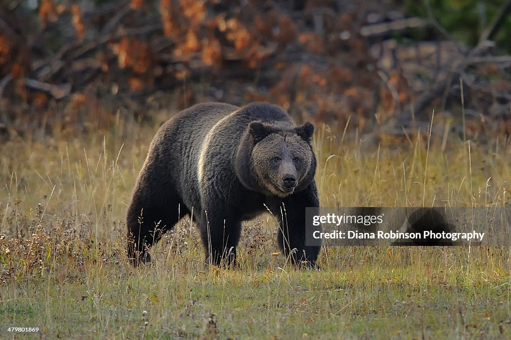 Grizzly Bear in Yellowstone