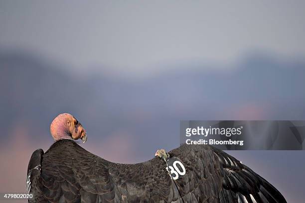 Numbered tag and radio transmitter hangs from the wing of a female California Condor at Grand Canyon National Park in Grand Canyon, Arizona, U.S., on...