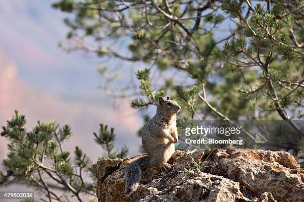 Ground squirrel sits on a boulder on the South Rim of the Grand Canyon in Grand Canyon National Park in Grand Canyon, Arizona, U.S., on Thursday,...
