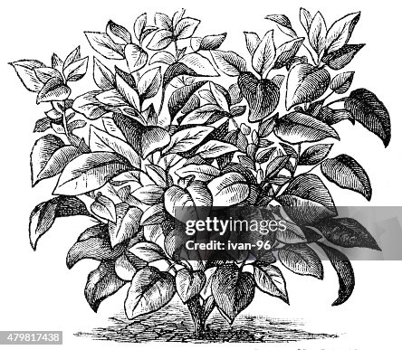 Amaranth Amaranth