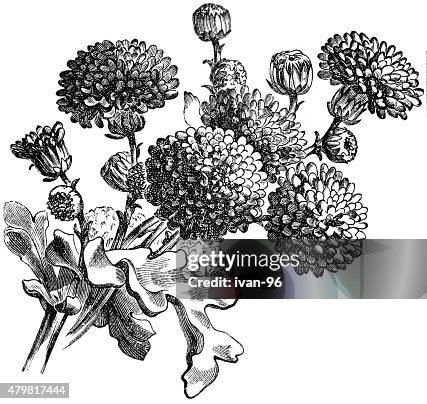 Groundsel Groundsel