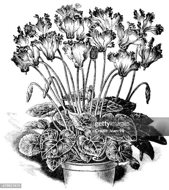 cyclamen - cyclamen stock illustrations