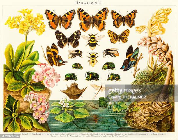 insects butterflies lithograph 1895 - charles darwin stock illustrations