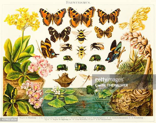 insects butterflies  lithograph 1895 - darwin 幅插畫檔、美工圖案、卡通及圖標