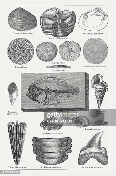 tertiary fossils, wood engravings published in 1878 - tertiary period stock illustrations