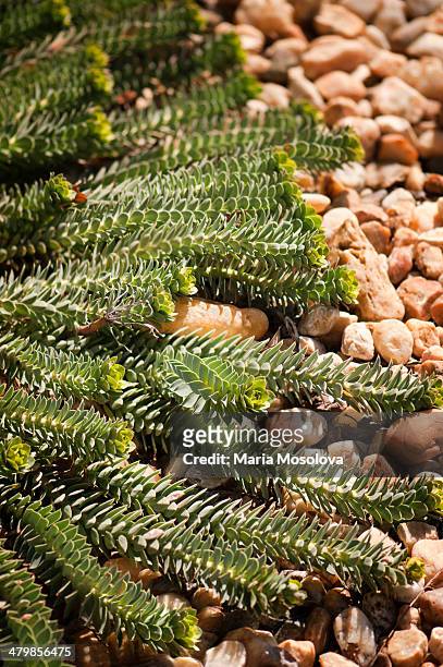 creeping spurge plants - donkey tail stock pictures, royalty-free photos & images