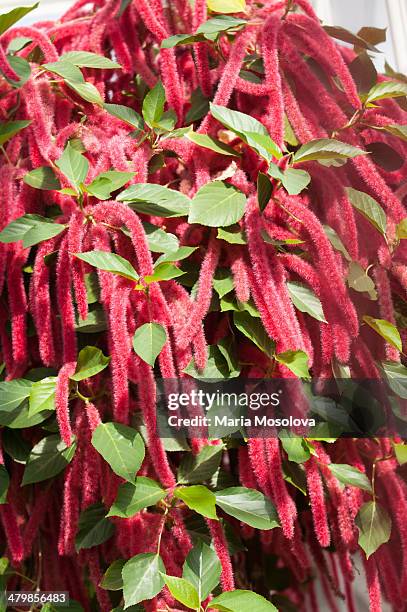 abundance of amaranthus flowers - amarant stock-fotos und bilder