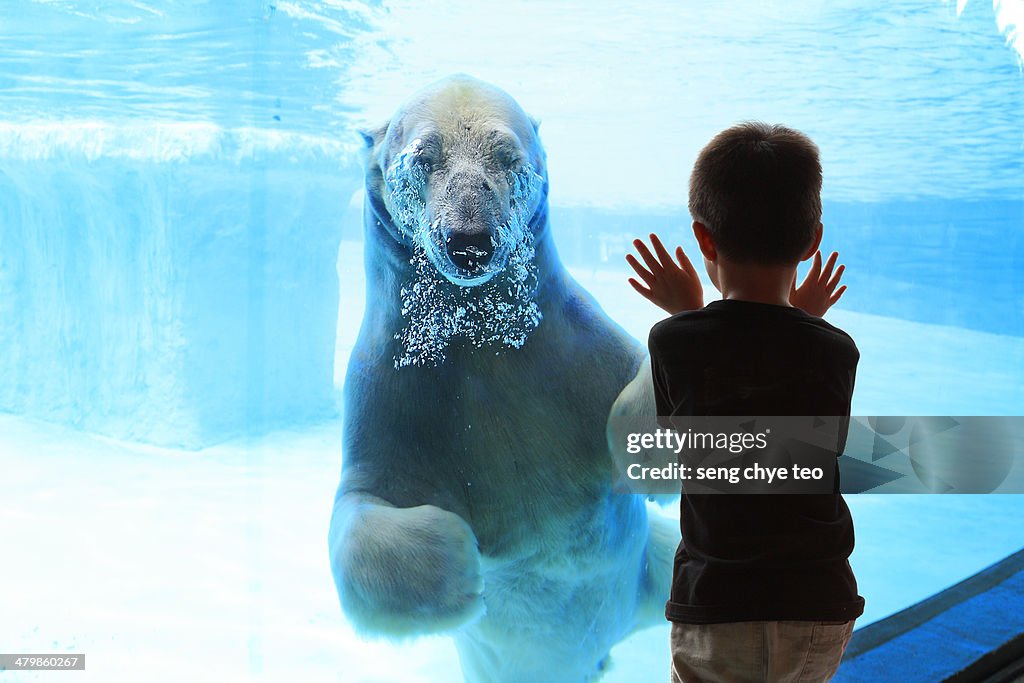 Polar bear encounter
