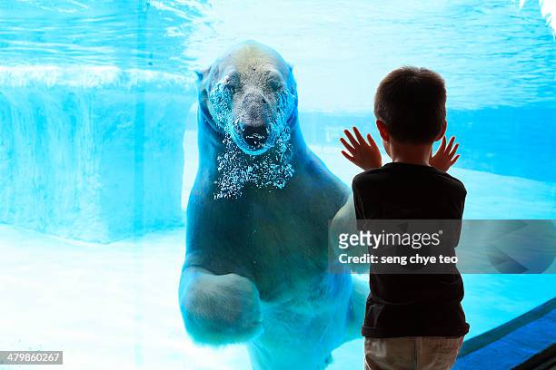 polar bear encounter - people at aquarium stock pictures, royalty-free photos & images