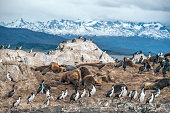 King Cormorant colony in the Beagle Channel