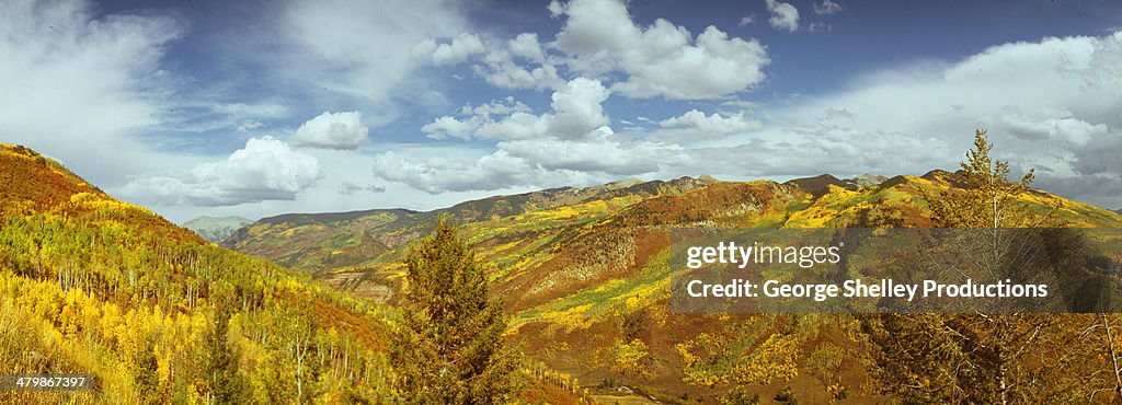 Colorado aspen