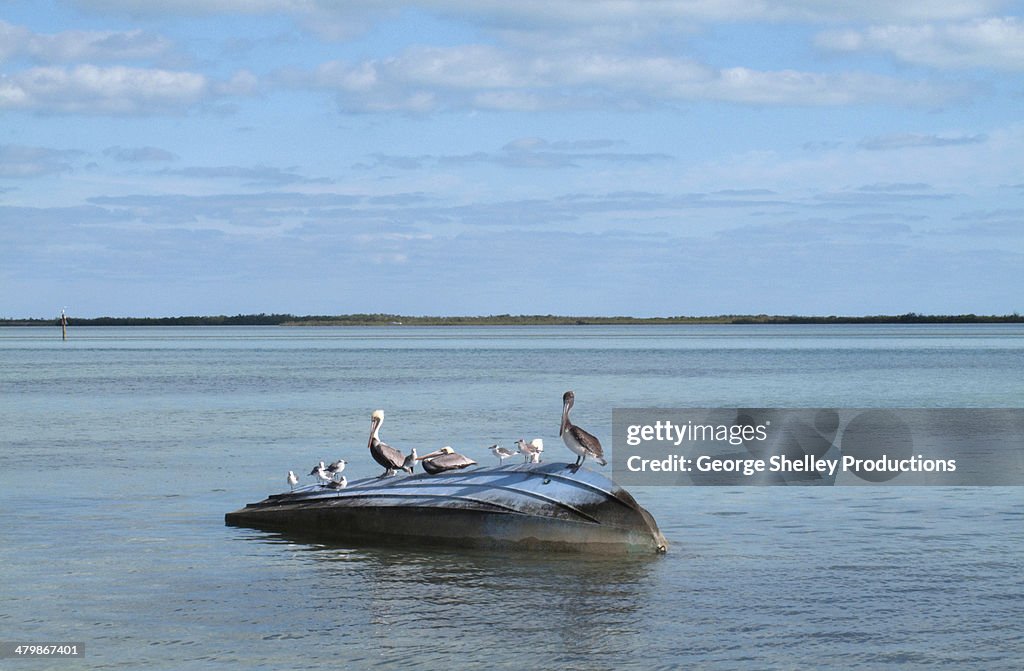 Pelicans on a boat