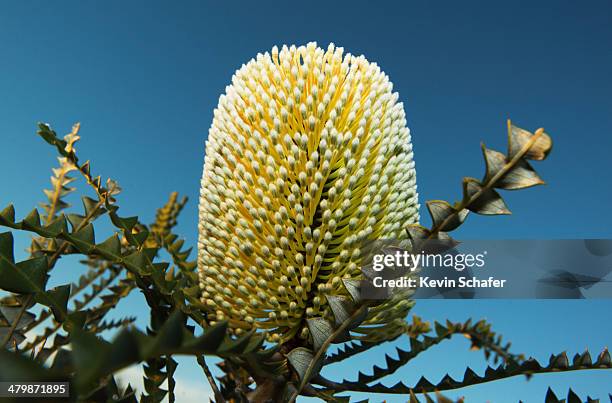 showy banksia (banksia speciosa) australia - banksia ストックフォトと画像