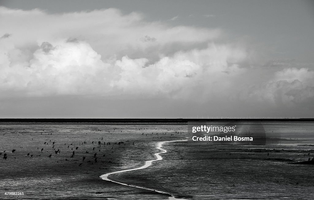 Dutch Wetlands