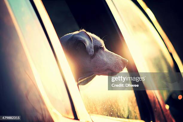 A Dog Looking Out Of Car Window, Foto de stock