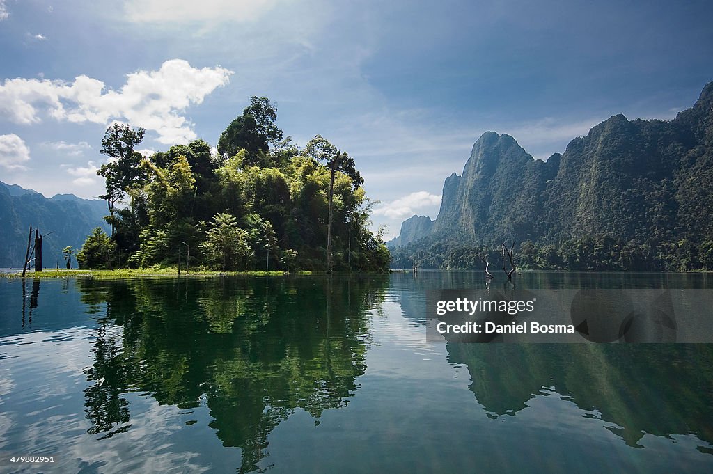 Jungle Reflections