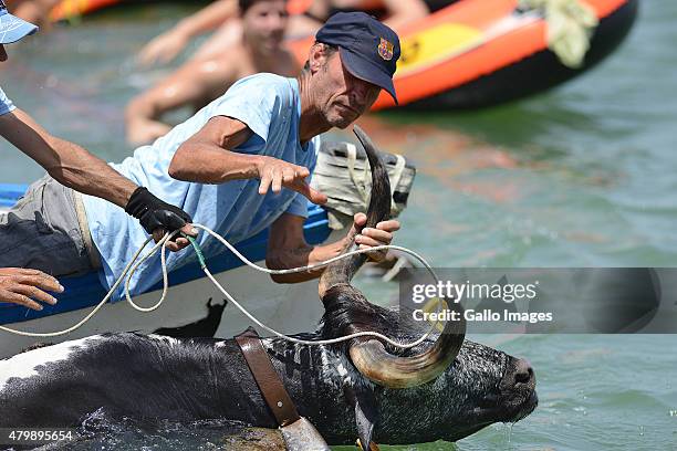 Locals and tourists take part in the 'Toros Al Mar' on July 7, 2015 in Denia, Spain. 'Toros la Mar' is part of the folk festival 'Santisima Sangre.'...