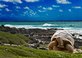 Large turtle  at  sea edge on background of tropical landscape