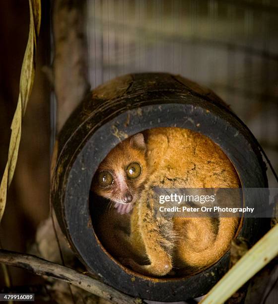 mouse lemur - mouse lemur stock pictures, royalty-free photos & images