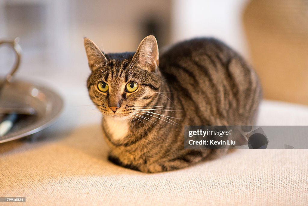 A grey domestic cat resting on sofa