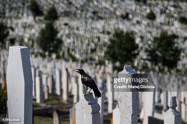 Bird sits on a grave at the city cemetery on July 8, 2015 in Sarajevo, Bosnia and Herzegovina. The newly-identified remains of another 136 victims...