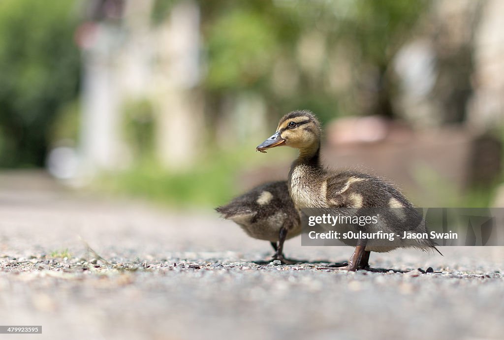 Ducklings