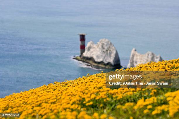 blackstonia perfoliata (coastal flower carpet) - alum bay stock-fotos und bilder